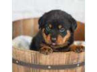 Rottweiler Puppy for sale in Burnsville, MN, USA