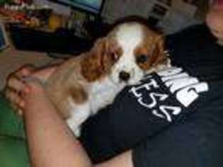 Cavalier King Charles Spaniel Puppy for sale in Rogersville, MO, USA