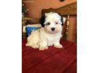 Mal-Shi Puppy for sale in Seneca, KS, USA