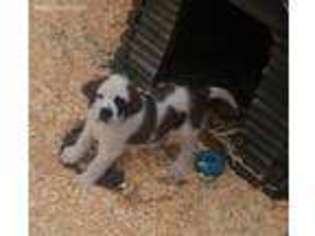 Saint Bernard Puppy for sale in Plattsburgh, NY, USA