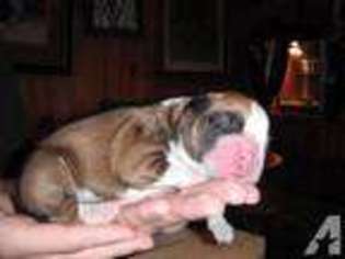 Boxer Puppy for sale in CRESCO, PA, USA