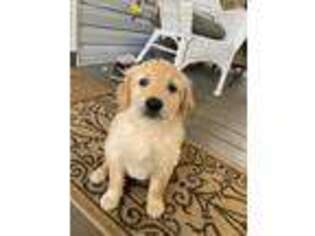 Golden Retriever Puppy for sale in Laurens, SC, USA