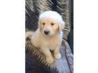 Golden Retriever Puppy for sale in Carteret, NJ, USA