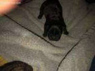French Bulldog Puppy for sale in Ladson, SC, USA