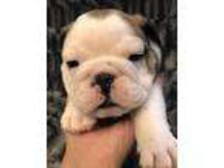 Bulldog Puppy for sale in Carthage, MO, USA