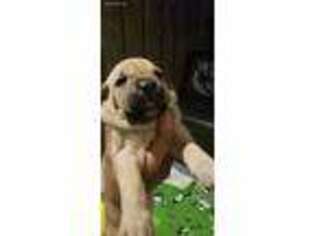 Cane Corso Puppy for sale in Hammond, IN, USA