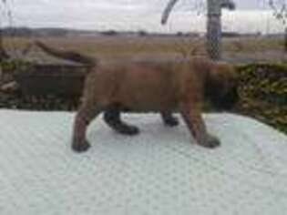 Mastiff Puppy for sale in Myerstown, PA, USA