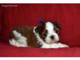 Mutt Puppy for sale in Glasgow, KY, USA