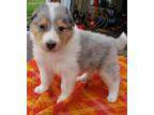 Collie Puppy for sale in Sulphur Springs, TX, USA