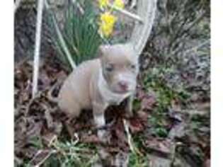 American Hairless Terrier Puppy for sale in Grayson, LA, USA