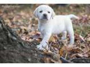 Labrador Retriever Puppy for sale in Cerritos, CA, USA