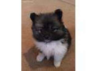 Pomeranian Puppy for sale in Monroe, NC, USA