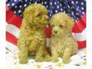 Goldendoodle Puppy for sale in Belvidere, IL, USA
