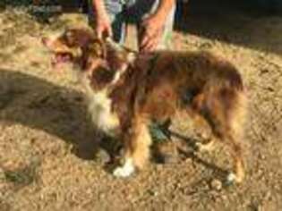 Australian Shepherd Puppy for sale in Pembroke, KY, USA