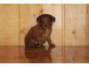 Mutt Puppy for sale in Westcliffe, CO, USA