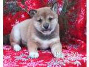 Shiba Inu Puppy for sale in Mifflinburg, PA, USA