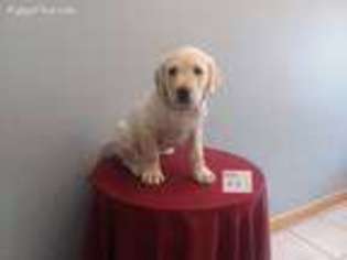 Labrador Retriever Puppy for sale in Belle Center, OH, USA
