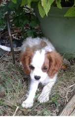 Cavalier King Charles Spaniel Puppy for sale in Washington, DC, USA