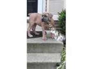 Boerboel Puppy for sale in Crofton, MD, USA