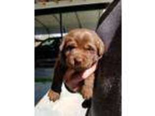 Labrador Retriever Puppy for sale in Greenville, NC, USA
