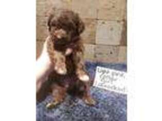 Labradoodle Puppy for sale in Virgilina, VA, USA