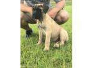 Bullmastiff Puppy for sale in Macclenny, FL, USA