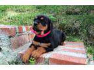 Rottweiler Puppy for sale in CHULA VISTA, CA, USA