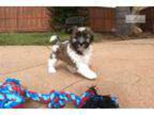 Havanese Puppy for sale in San Diego, CA, USA