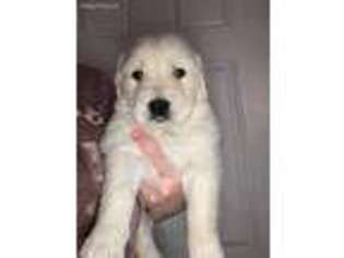 Golden Retriever Puppy for sale in Coldspring, TX, USA