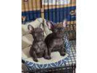 French Bulldog Puppy for sale in Kannapolis, NC, USA