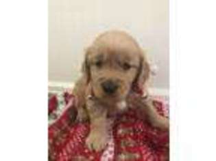 Golden Retriever Puppy for sale in Divide, CO, USA