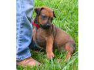 Rhodesian Ridgeback Puppy for sale in Yorktown, TX, USA