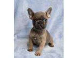 French Bulldog Puppy for sale in Greensboro, NC, USA