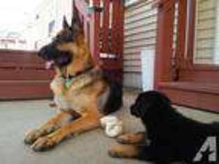 German Shepherd Dog Puppy for sale in PITTSBURGH, PA, USA