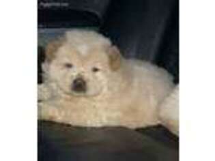 Chow Chow Puppy for sale in Pawtucket, RI, USA
