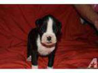 Boxer Puppy for sale in MOROCCO, IN, USA