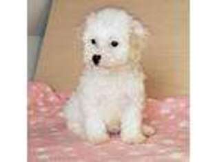 Mutt Puppy for sale in Donna, TX, USA