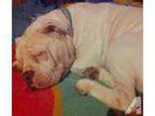 Olde English Bulldogge Puppy for sale in TRINITY, NC, USA