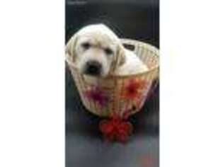 Labrador Retriever Puppy for sale in Palmetto, FL, USA