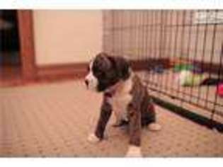 Boxer Puppy for sale in Bellingham, WA, USA