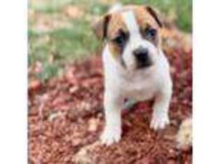 American Bulldog Puppy for sale in Rockville, MD, USA