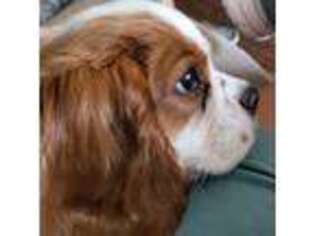 Cavalier King Charles Spaniel Puppy for sale in Farmerville, LA, USA