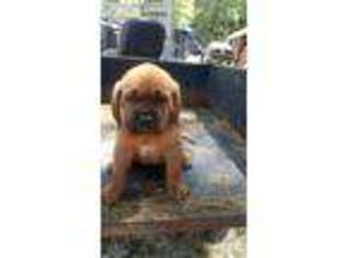 American Bull Dogue De Bordeaux Puppy for sale in Granville, OH, USA