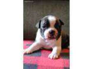 Boston Terrier Puppy for sale in Wichita, KS, USA