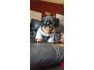 Rottweiler Puppy for sale in Lafayette, IN, USA