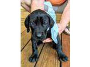 Great Dane Puppy for sale in Macon, GA, USA