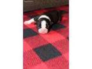 Boston Terrier Puppy for sale in Wichita, KS, USA