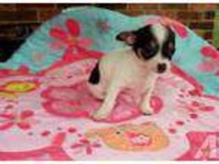 Chihuahua Puppy for sale in THOMSON, GA, USA