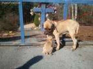 Mastiff Puppy for sale in Heflin, AL, USA