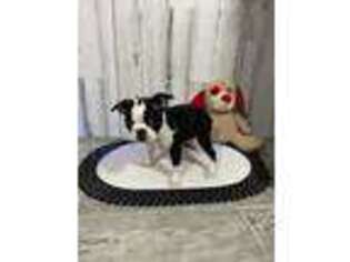 Boston Terrier Puppy for sale in Arcola, IL, USA